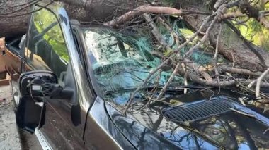 Hırvatistan 'ın Split kentini kasıp kavuran güçlü kasırganın ardından park halindeki araca çam ağacı çarpıyor, ön camı kırıyor ve kaputu göçertiyor.