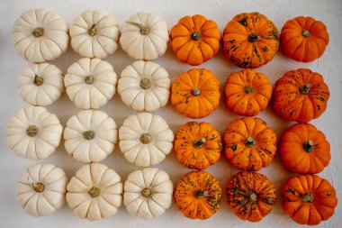 Beyaz, turuncu ve benekli minik bebek balkabakları ve su kabakları ince dokulu arka planda düzenli olarak dizilmiştir. Sonbahar sezonu, Cadılar Bayramı veya Şükran Günü tatil kavramları için idealdir.