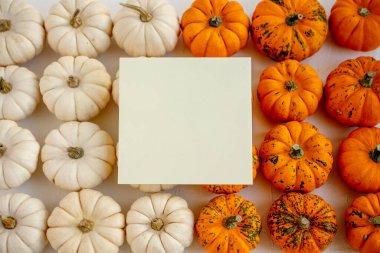 Tarafsız renkli boş kare kart, beyaz ve turuncu bebek balkabakları arasında ortalanarak mevsimsel tasarım modelleri için şenlikli bir sonbahar düzlüğü oluşturur.