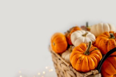 Tarafsız bir arkaplanda sonbahar, hasat, Şükran Günü ve Cadılar Bayramı kavramlarını temsil eden çeşitli turuncu ve beyaz bebek balkabakları ve kabaklarıyla dolu sepet.