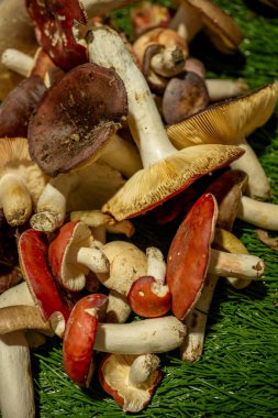 Farklı toprak dokularına sahip çeşitli kaplamaları ve sapları olan yabani mantarlar, sonbahar hasadının cömertliğini sergilemek üzere yeşil sahte otlardan oluşan bir yatakta bir araya gelirler.