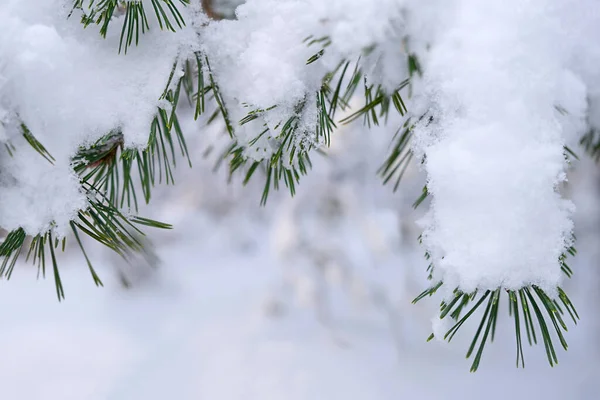 Hóval Borított Fenyő Vagy Fenyő Ágak Fehér Hóban Frost Napsütéses — Stock Fotó