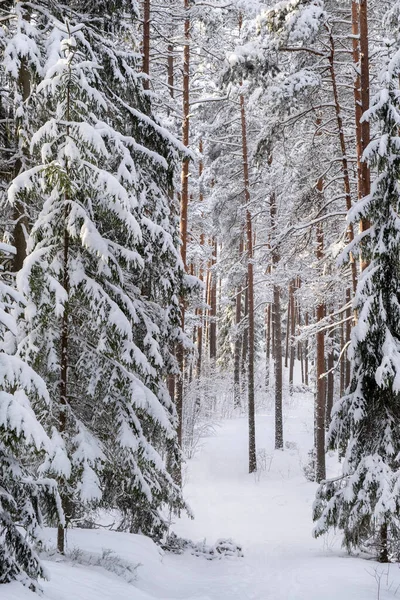 Path through the snow covered forest in winter day. Nature of Latvia. Ogre national park Zalie kalni -Green mountains