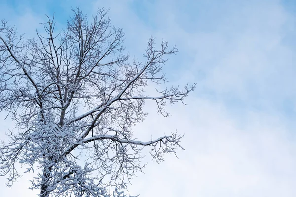 낙엽수 꼭대기가 눈으로 겨울에는 최소한의 — 스톡 사진