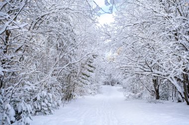 Kış ayazı ormanı. Ağaçlar ve çalılar karla kaplı. Letonya doğası. Ogre Ulusal Parkı Zalie Kalni - Yeşil Dağlar.