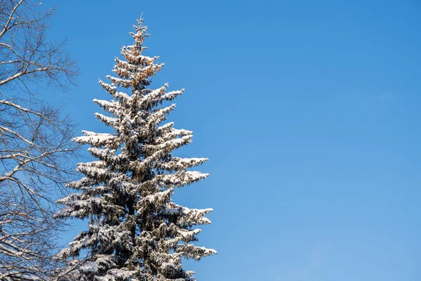 Kék Lucfenyő Teteje Hótakaróval Téli Minimális Táj Fénymásolási Hely — Stock Fotó