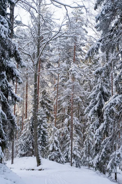 눈덮인 소나무와 가문비나무 사이를 지나는 라트비아의 — 스톡 사진
