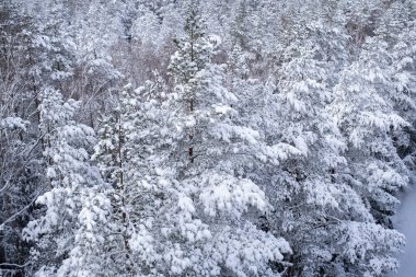 Karda en iyileri. Yakından bakınca orman gibi görünüyor. Manzara, Letonya 'nın doğası. Ogre Ulusal Parkı Zalie Kalni - Yeşil Dağlar