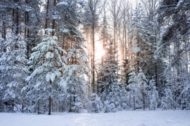 Sunbeams through the trees. Snowy forest in sunny day. Landscape, nature of Latvia. Ogre national park Zalie kalni - Green mountains