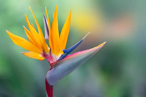 開花する花の植物 Strelitzia Reginaeまたは楽園の鳥マデイラ島 ポルトガルの美しいオレンジ色の花 — ストック写真