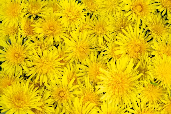 许多黄色蒲公英的花从上面平铺在地上 — 图库照片