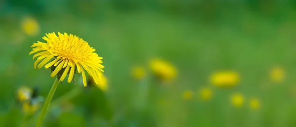 黄蒲公英花在绿草的背景上 复制空间 春光明媚的夏日心情 — 图库照片
