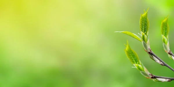 Tak Met Kleine Groene Bladeren Wazige Achtergrond Met Zonlicht Springtime — Stockfoto