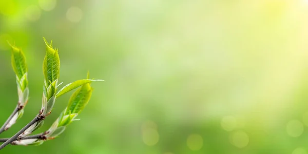 Voorjaarsspandoek Met Tak Met Kleine Blaadjes Wazig Groene Achtergrond Met — Stockfoto