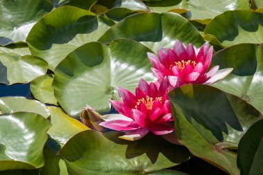 Sakin gölde yemyeşil yaprakların arasında açan pembe nilüferler. Göletteki suyun yüzeyindeki nilüfer çiçeği. Yazın güneşli bir gün.