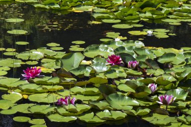 Birçok pembe nilüferler sakin gölde yemyeşil yapraklar arasında çiçek açarlar. Göletteki suyun yüzeyindeki nilüfer çiçeği. Yazın güneşli bir gün.