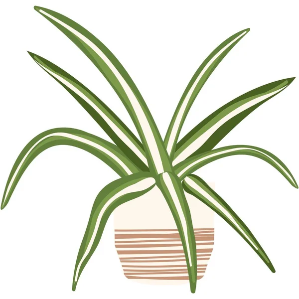 Sansevieria Plant Vector House Pot Illustration Isolated Potted Office Succulent — Stock Vector