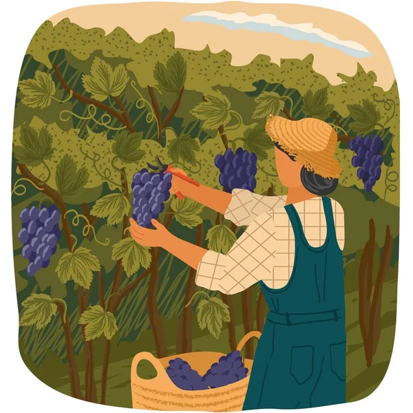 Vector Hombre Recogiendo Uva Agricultor Recogiendo Racimo Frutas Vino Poniendo — Archivo Imágenes Vectoriales