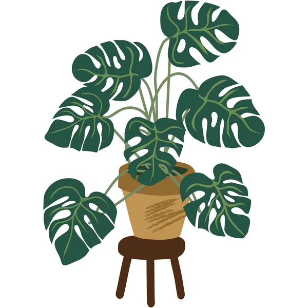 植物盆栽病媒 Monstera花卉图标说明 室内有热带树木 在白色背景下隔离的办公室或室内花盆 — 图库矢量图片