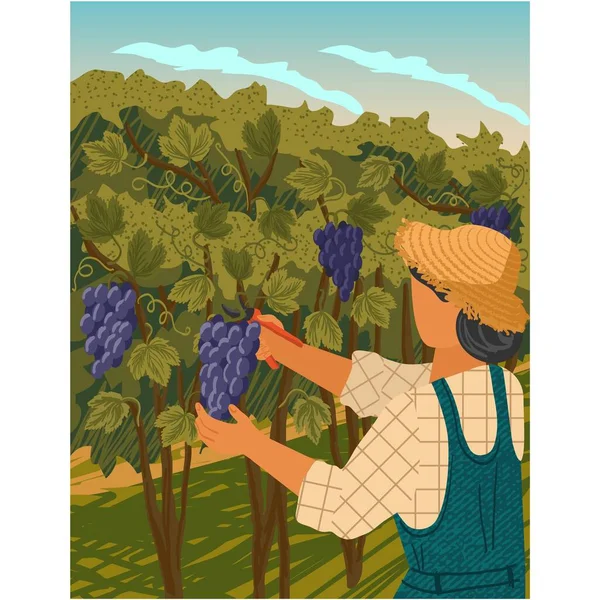 stock vector Man cut grape at vineyard vector. Harvest and wine production cartoon. Vintner farm worker picking ripe grapevine cutting bunch illustration. Winery poster