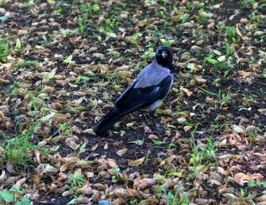 Parktaki bir karga portresi