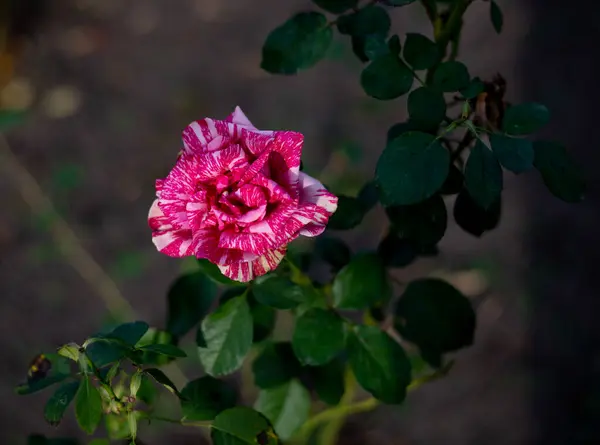 Красива Червона Троянда Шипів — стокове фото