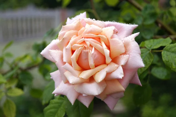 Rosa Coral Floreciendo Jardín — Foto de Stock