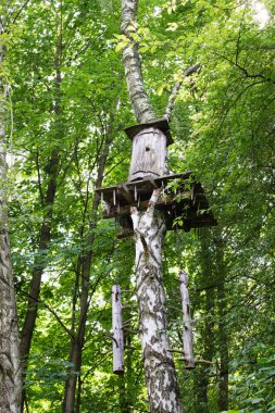 Ormanda bir arı kovanı Uzun bir ağaçta.
