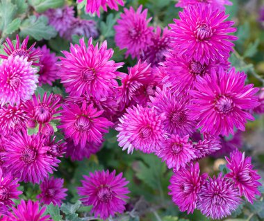 Bahçede pembe kasımpatı