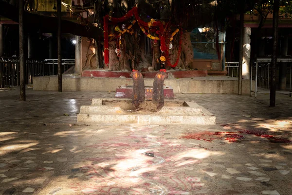 インドの寺院で動物が犠牲になる場所 — ストック写真