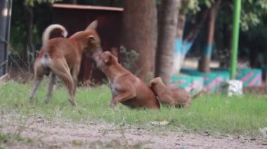 Sokak köpekleri ve köpek yavrusu yeşil alanda oynuyorlar