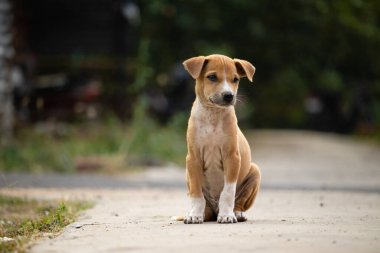 Bulanık geçmişiyle yolda oturan yalnız, sevimli kahverengi bir köpek yavrusu.