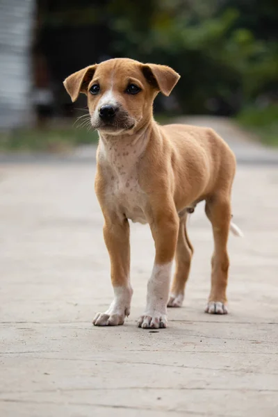 Bulanık Geçmişiyle Yolda Oturan Yalnız Sevimli Kahverengi Bir Köpek Yavrusu — Stok fotoğraf