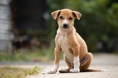 Bulanık geçmişiyle yolda oturan yalnız, sevimli kahverengi bir köpek yavrusu.