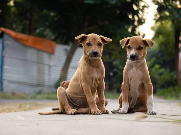 Число Индийских Щенков Уличных Собак Сидящих Вместе Дороге — стоковое фото