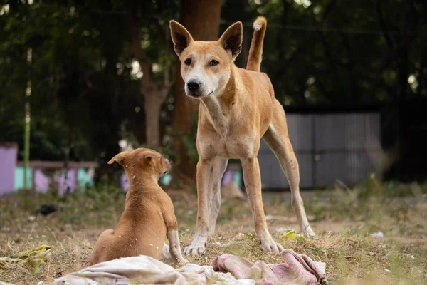 Close up of street dogs sitting on field