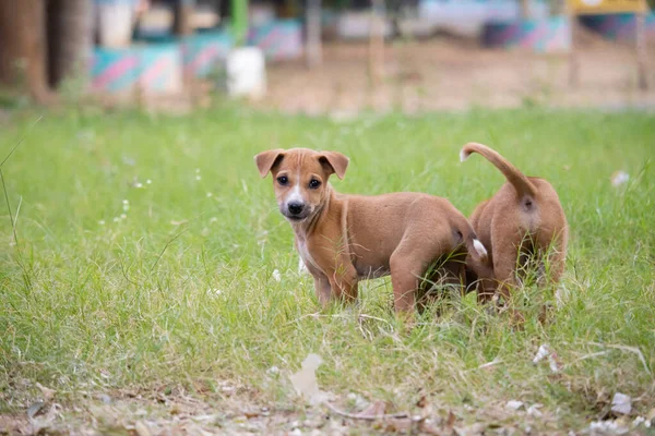 Number of Indian street dog puppies playing together on field