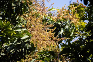 A branch of yellow color mango flower in a mango tree during spring season