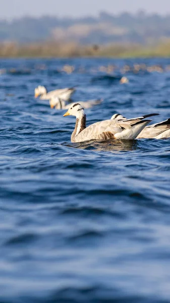 A group of migratory birds floating in blue rippled water of a lake