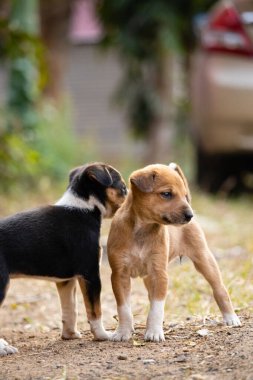 Two cute brown and black color puppy on road with blurry background