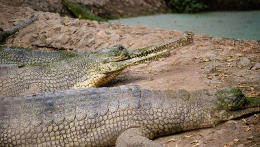 Timsahlar göl kıyısında dinleniyor.