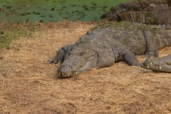 Crocodile Resting Bank River — Stock Photo, Image