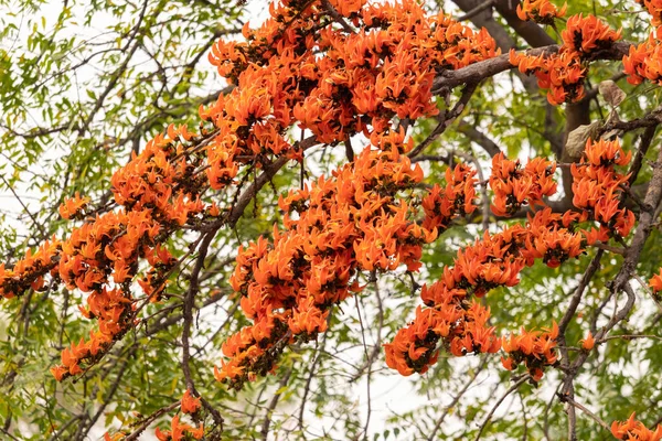 stock image Blooming colorful palash flower in a tree in spring season just before holi festival of India