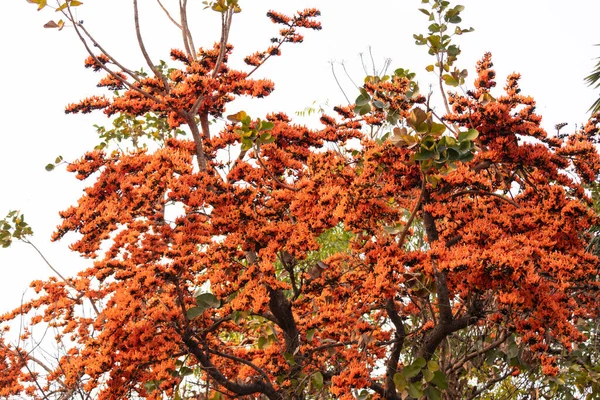 Blooming Colorful Palash Flower Tree Spring Season Just Holi Festival — Stock Photo, Image
