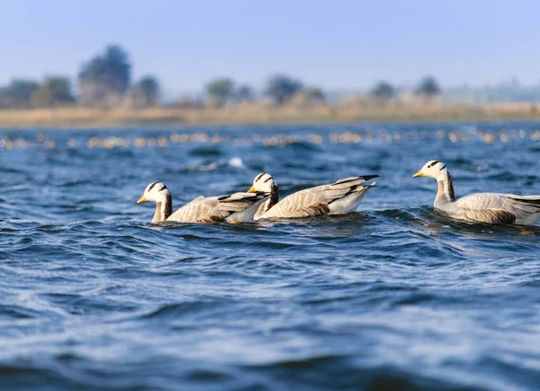 A group of migratory birds floating in blue rippled water of a lake