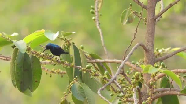 緑の背景に木の枝に群生するインドの紫色のサンバード — ストック動画