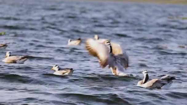 Group Migratory Birds Floating Blue Rippled Water Lake — Video Stock