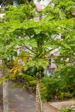 Papaya meyvesi yeşil yapraklı bir papaya ağacında