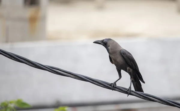 stock image An Indian common crow perching on a cable in city