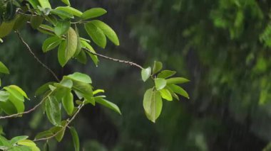 Yeşil bitkilerin dallarına düşen yağmur damlaları